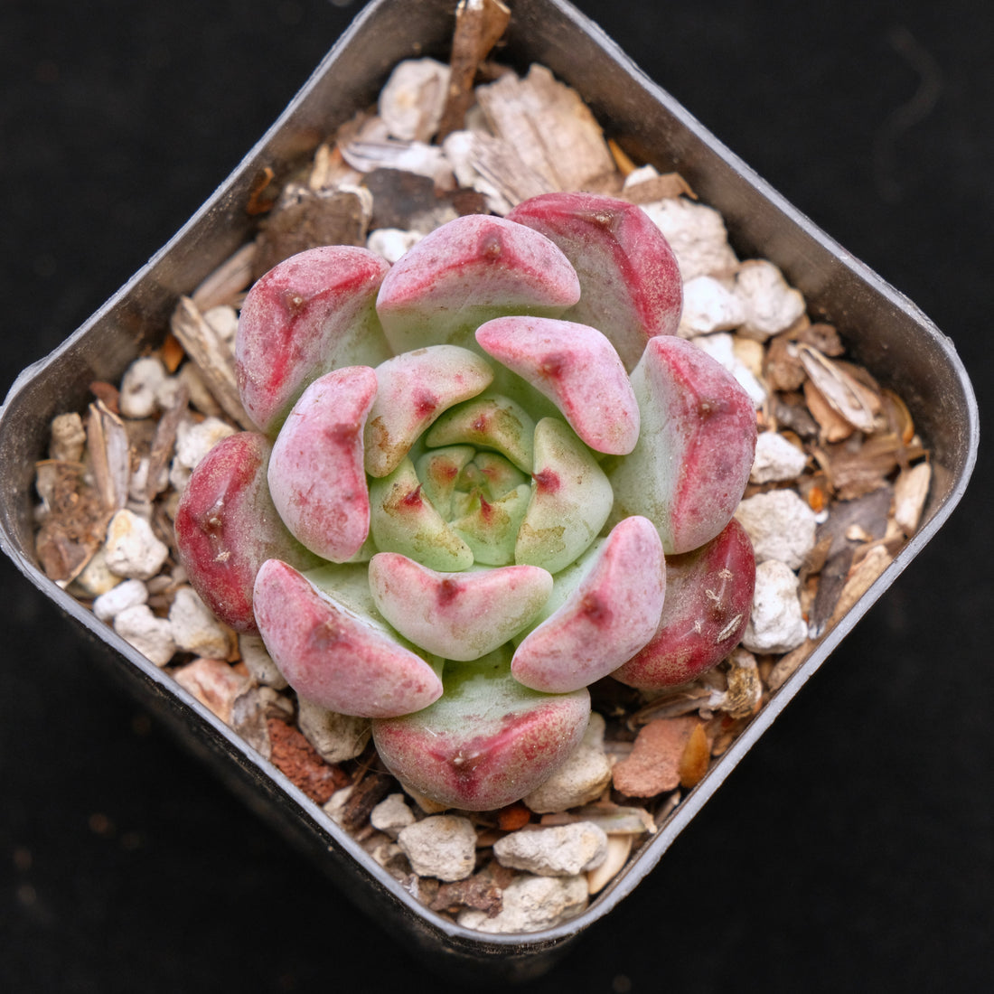Echeveria Sarahime x Rubin Korean Succulent Plant Changhee Hybrid
