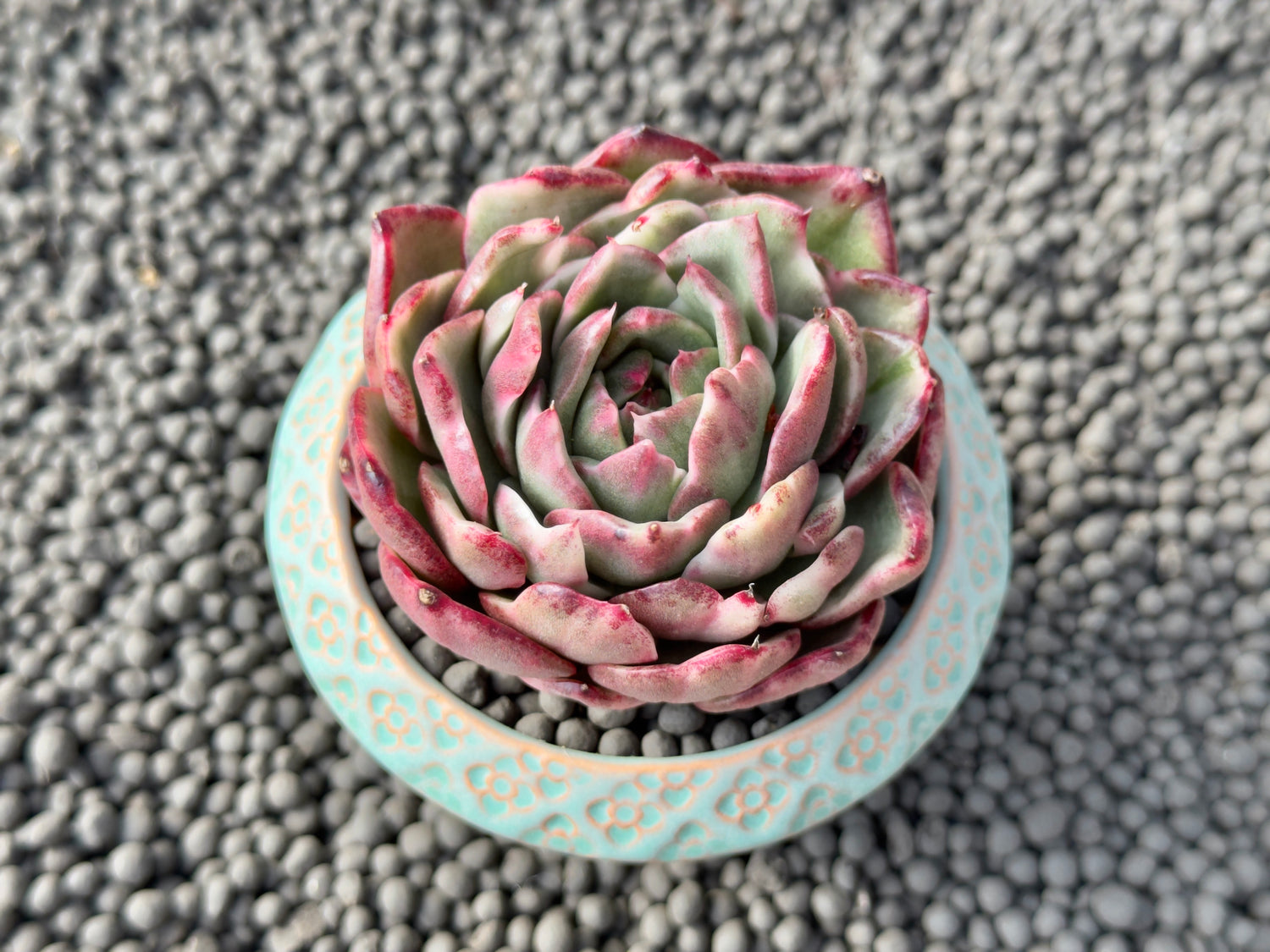 Variegated Echeveria Dark Pamela Korean Succulent Plant