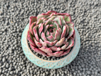 Variegated Echeveria Dark Pamela Korean Succulent Plant