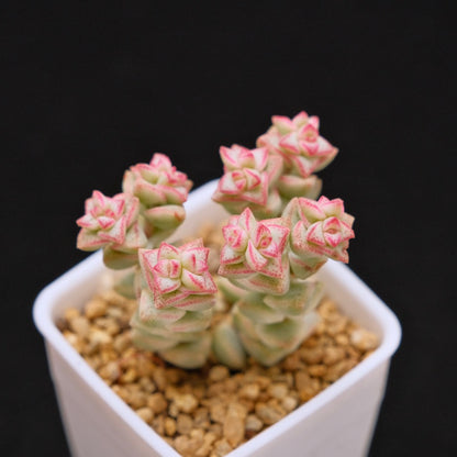 Variegated Crassula Pastel Succulent Plant