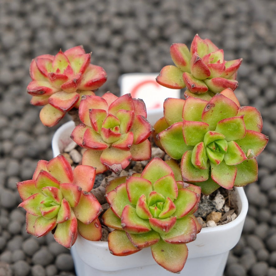 Echeveria Letizia Imported Succulent Plant