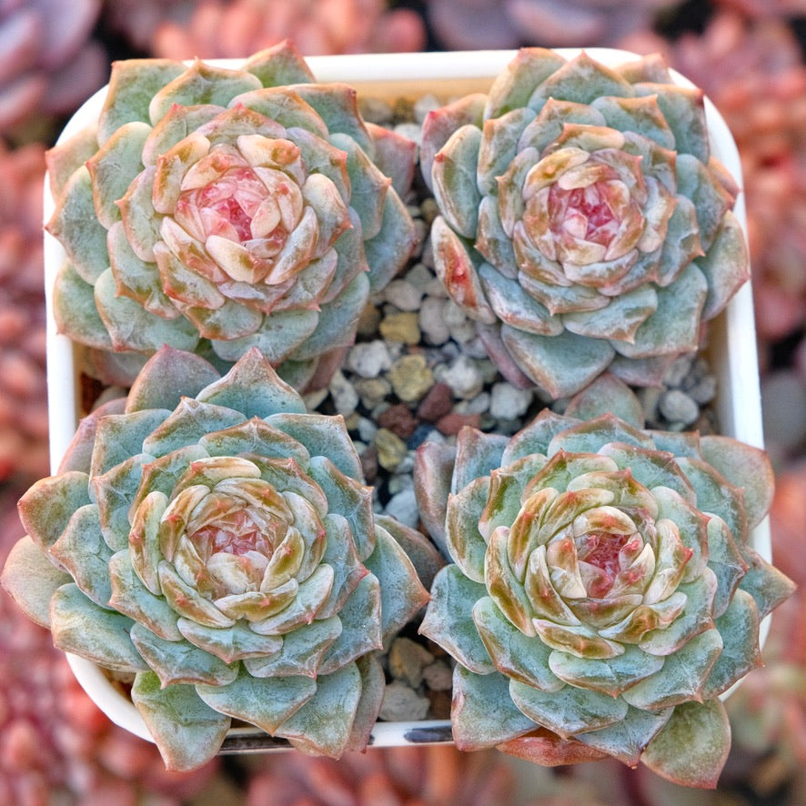 Echeveria Pink Jenny Korean Succulent Plant