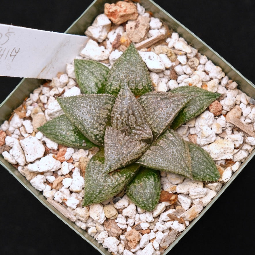 Jim Smith Haworthia Hybrid Succulent Plant