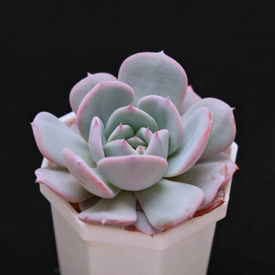 Echeveria Francia Korean Succulent Plant Air Magic hybrid