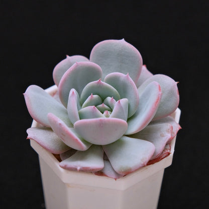 Echeveria Francia Korean Succulent Plant Air Magic hybrid