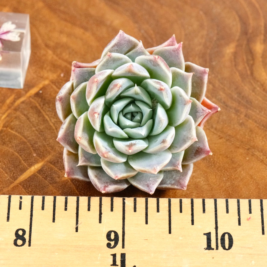 Echeveria Lilac Card Korean Succulent Plant Changhee hybrid