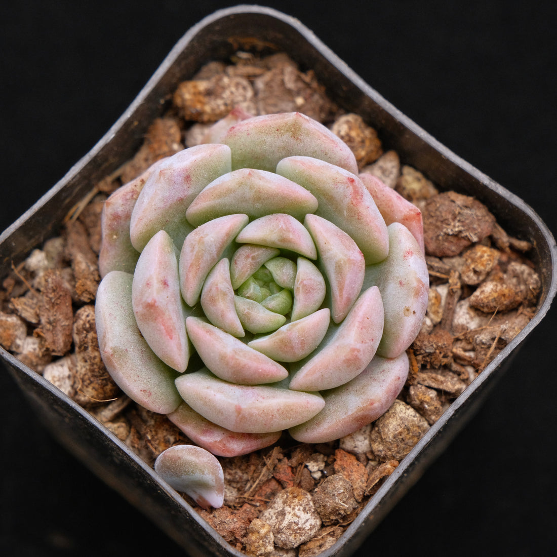 Echeveria Hereise Korean Succulent Plant