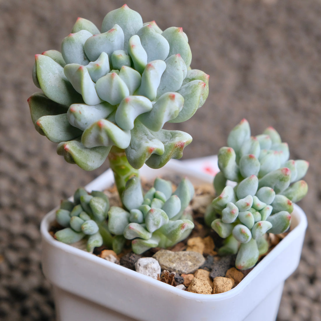 Sedeveria Pudge Finger cluster Imported Succulent Plant - A