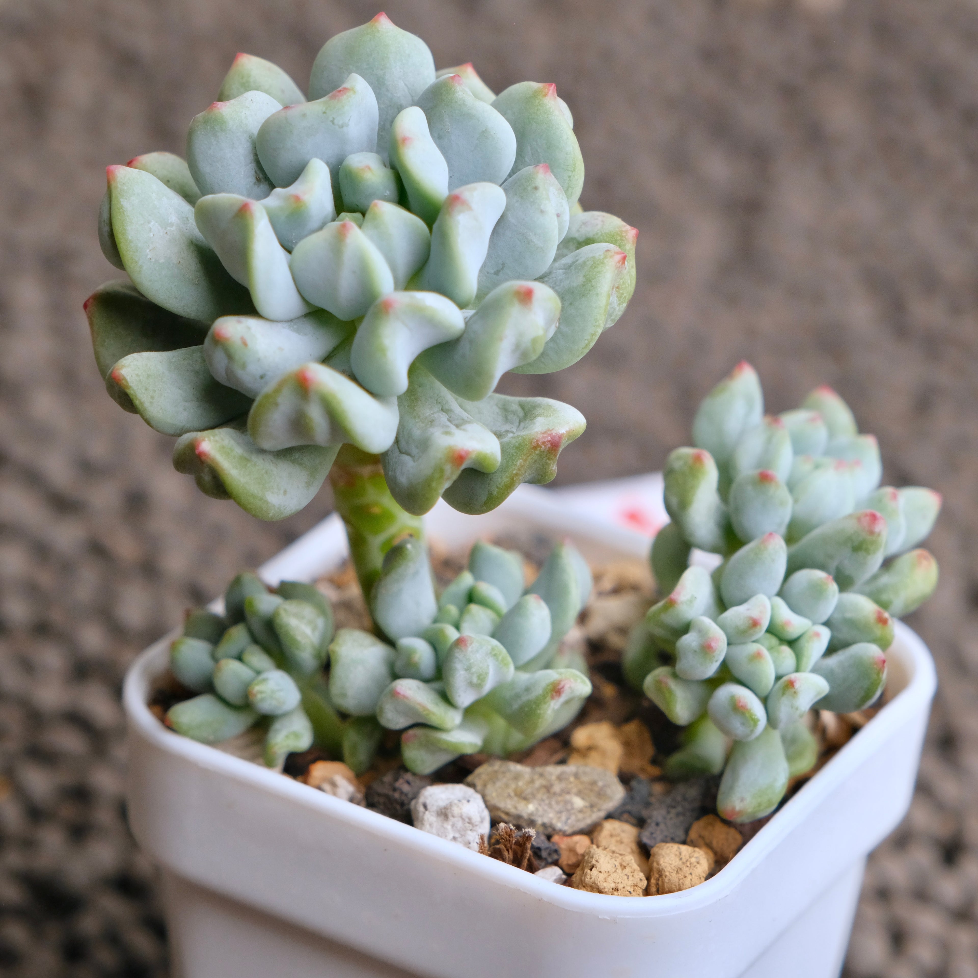 Sedeveria Pudge Finger cluster Imported Succulent Plant - A