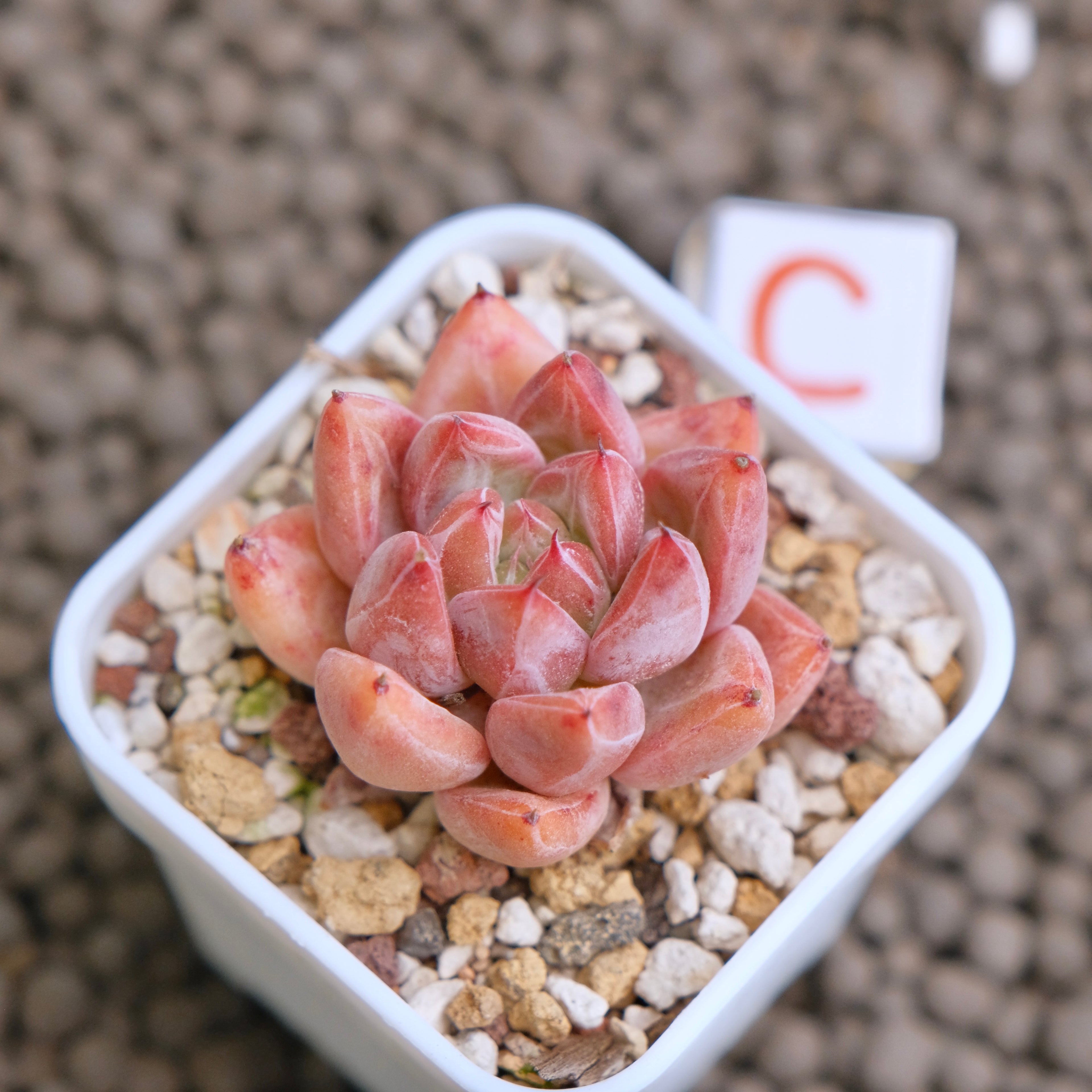 Echeveria Banksy (hwaga hybrid) Korean Succulent Plant - C