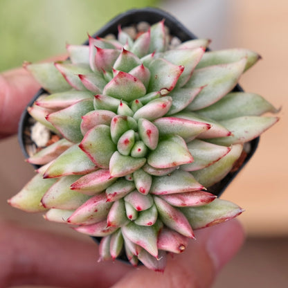 Variegated Echeveria Elkhorn cristata Korean Succulent Plant