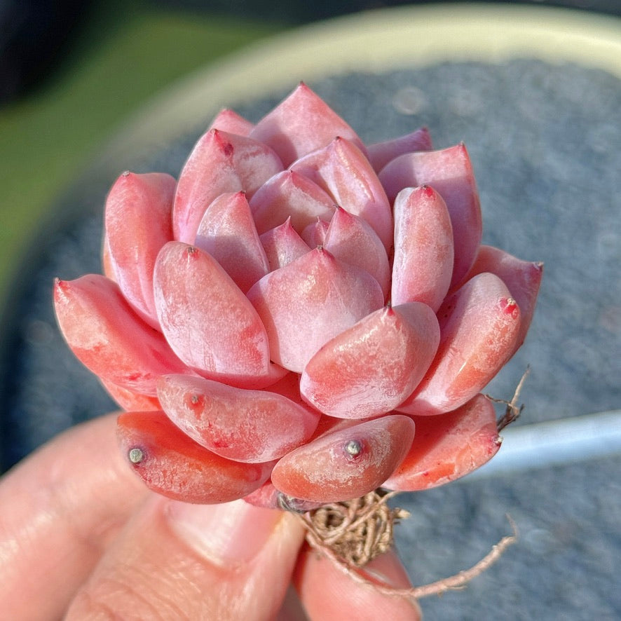 Echeveria Monroe hybrid Succulent Plant