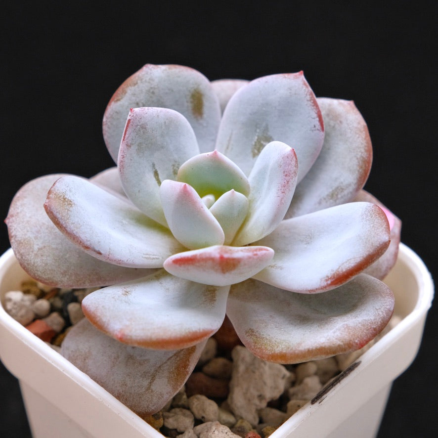 Echeveria Cream Tea hybrid Korean Succulent Plant