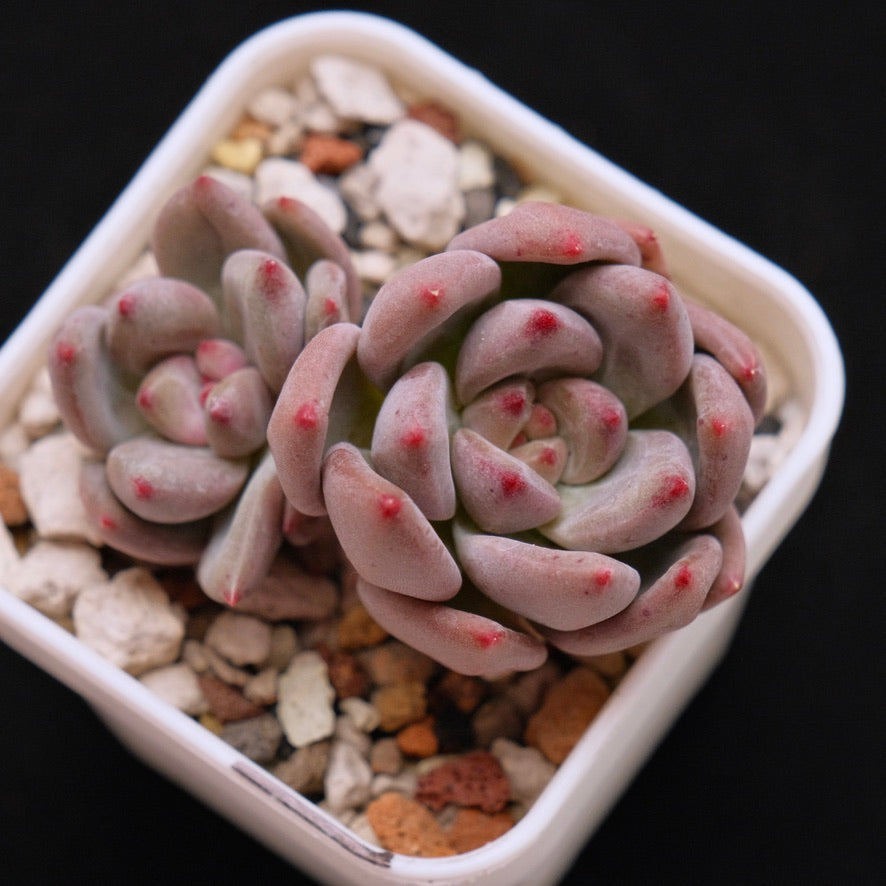 Echeveria Champagne Fresh Korean Succulent Plant