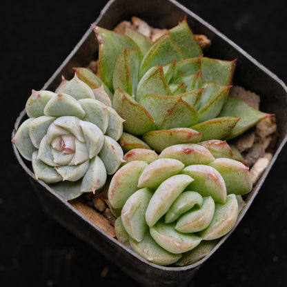 Korean Succulent Babies