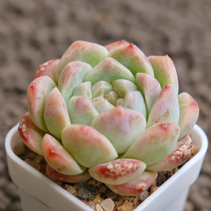 Echeveria Jelly Hybrid Imported Succulent Plant