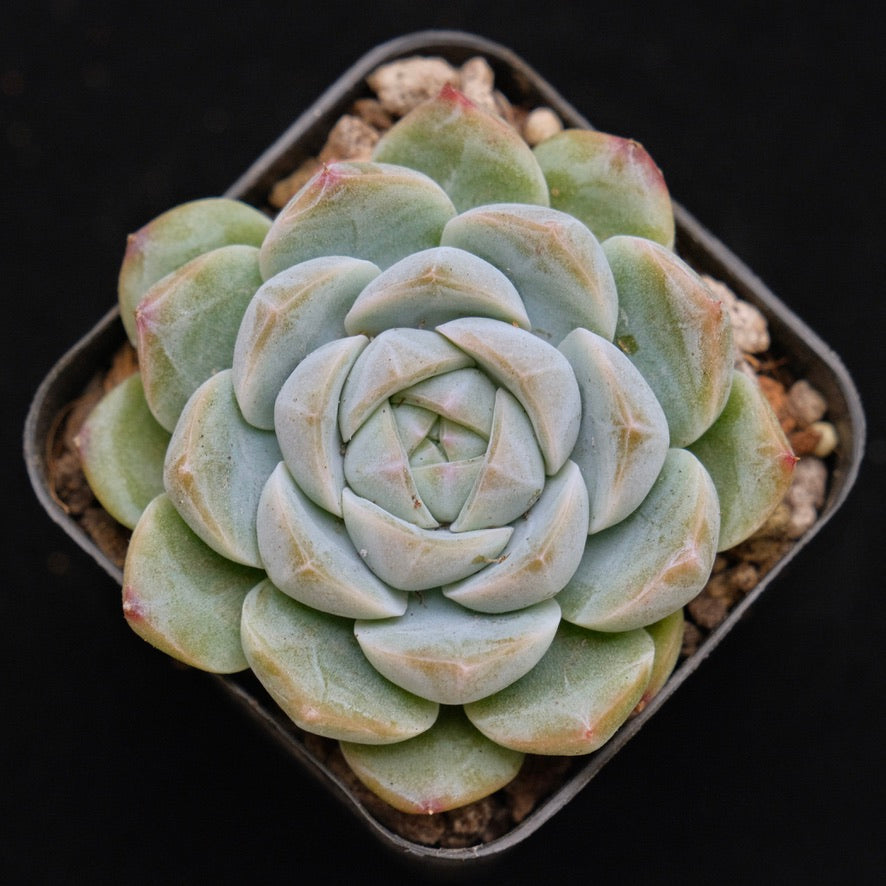 Echeveria Milk Smoothie Korean Succulent Plant Air Magic hybrid