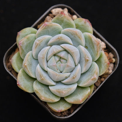 Echeveria Milk Smoothie Korean Succulent Plant Air Magic hybrid