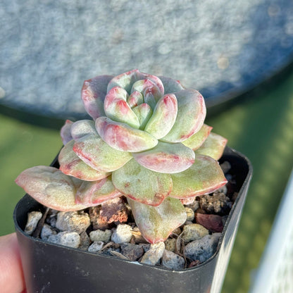Monstrose Echeveria Champaign Korean Succulent Plant