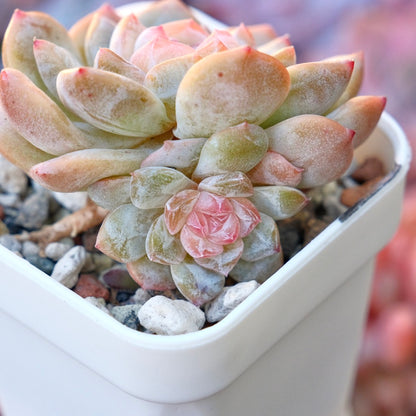 Echeveria Phantom of Pink Korean Succulent Plant