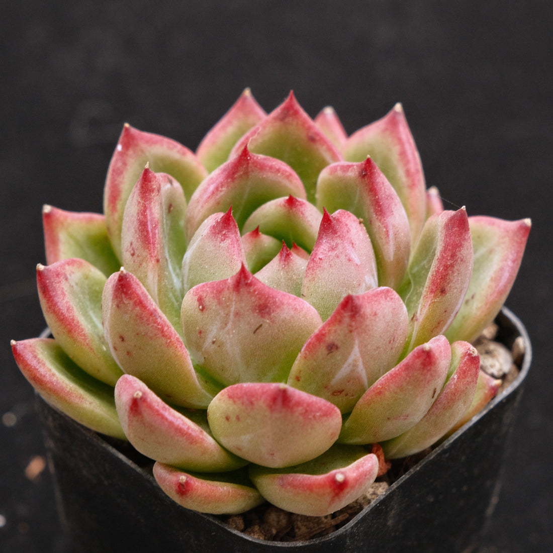 Echeveria Red Night Korean Succulent Plant Air Magic Hybrid
