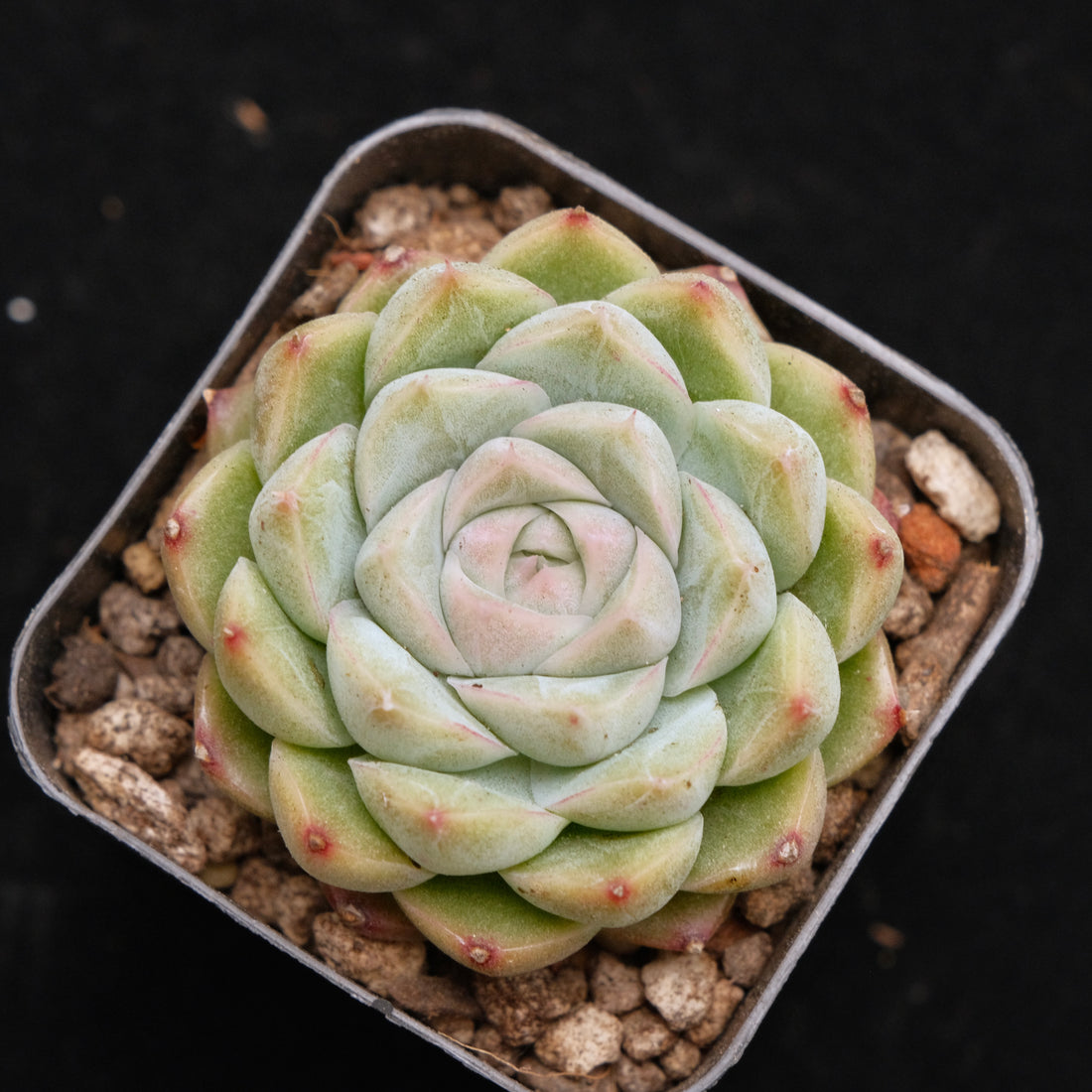 Echeveria Mario Korean Succulent Plant
