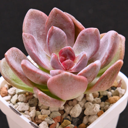 Echeveria Pink Tulip Korean Succulent Plant