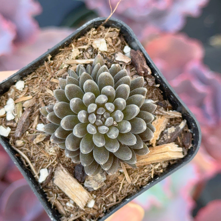 Sinocrassula yunnanensis Succulent Plant