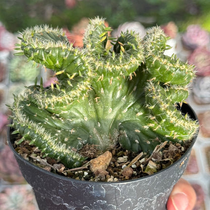 Opuntia subulata cristata Succulent Plant
