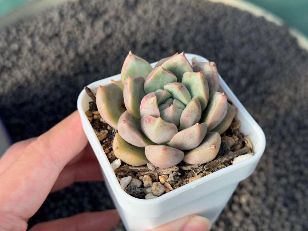 Echeveria Misery Korean Succulent Plant Mam &amp; Sister Hybrid
