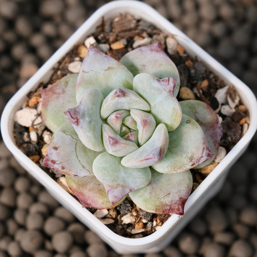 Echeveria Gloria Korean Succulent Plant Changhee Hybrid
