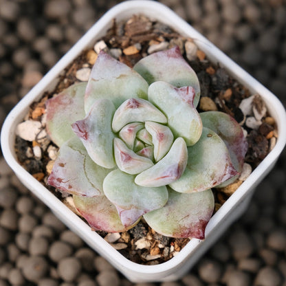 Echeveria Gloria Korean Succulent Plant Changhee Hybrid