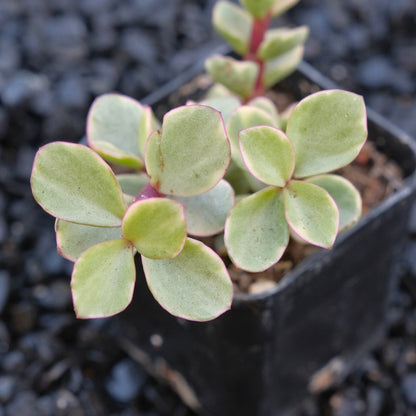 Variegated Portulacaria afra Locally Grown Succulent Plant
