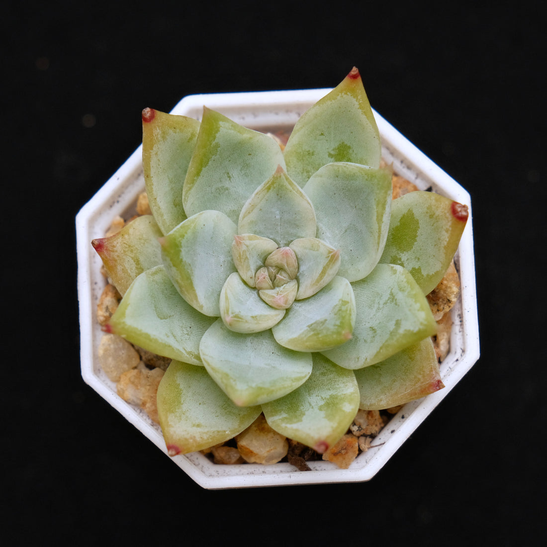 Echeveria Chopa Korean Succulent Plant Changhee Hybrid