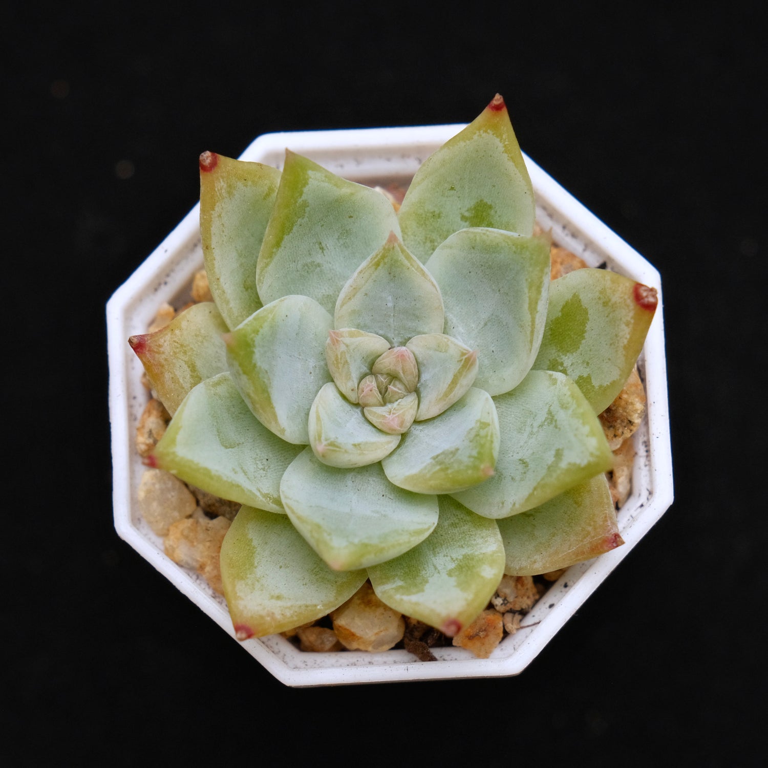 Echeveria Chopa Korean Succulent Plant Changhee Hybrid