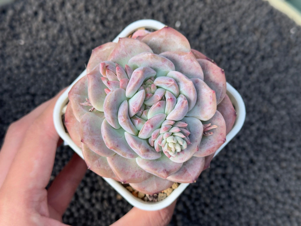 Echeveria Ice Soul Imported Succulent Plant
