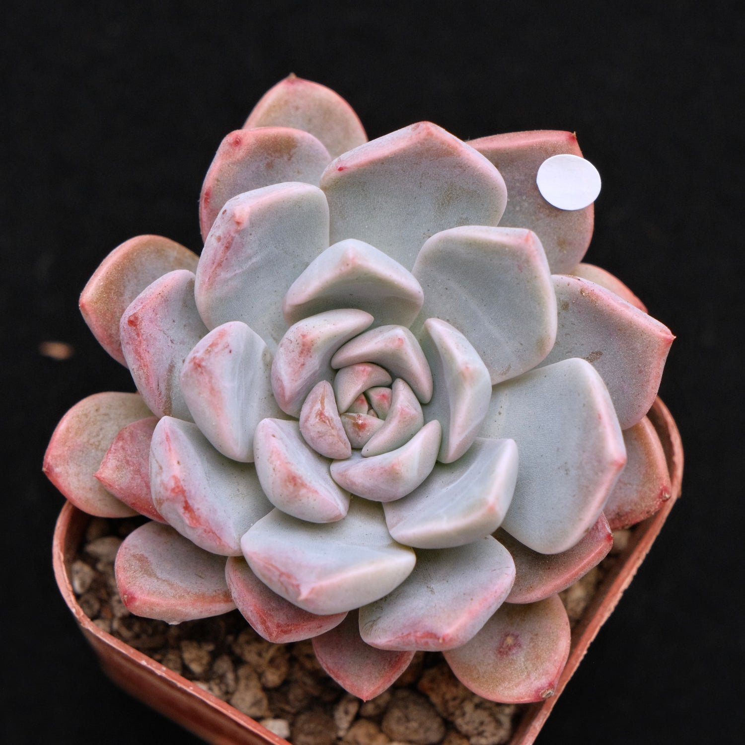 Echeveria Pink Elf Korean Succulent Plant *Rare*