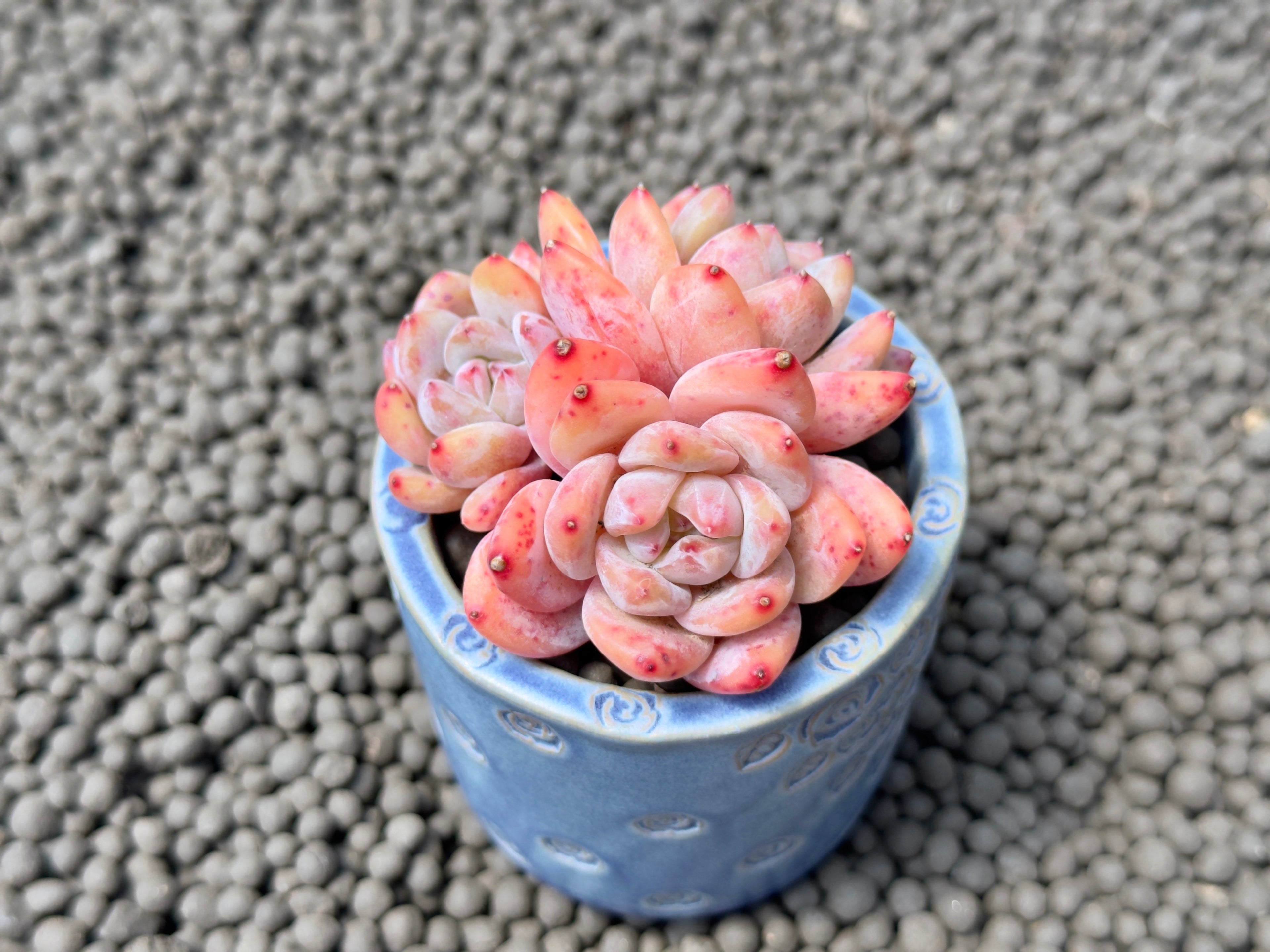 Triple Echeveria Monroe Imported Succulent Plant