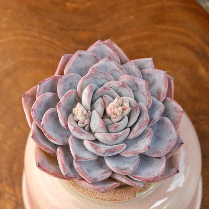Echeveria White Princess Korean Succulent Plant