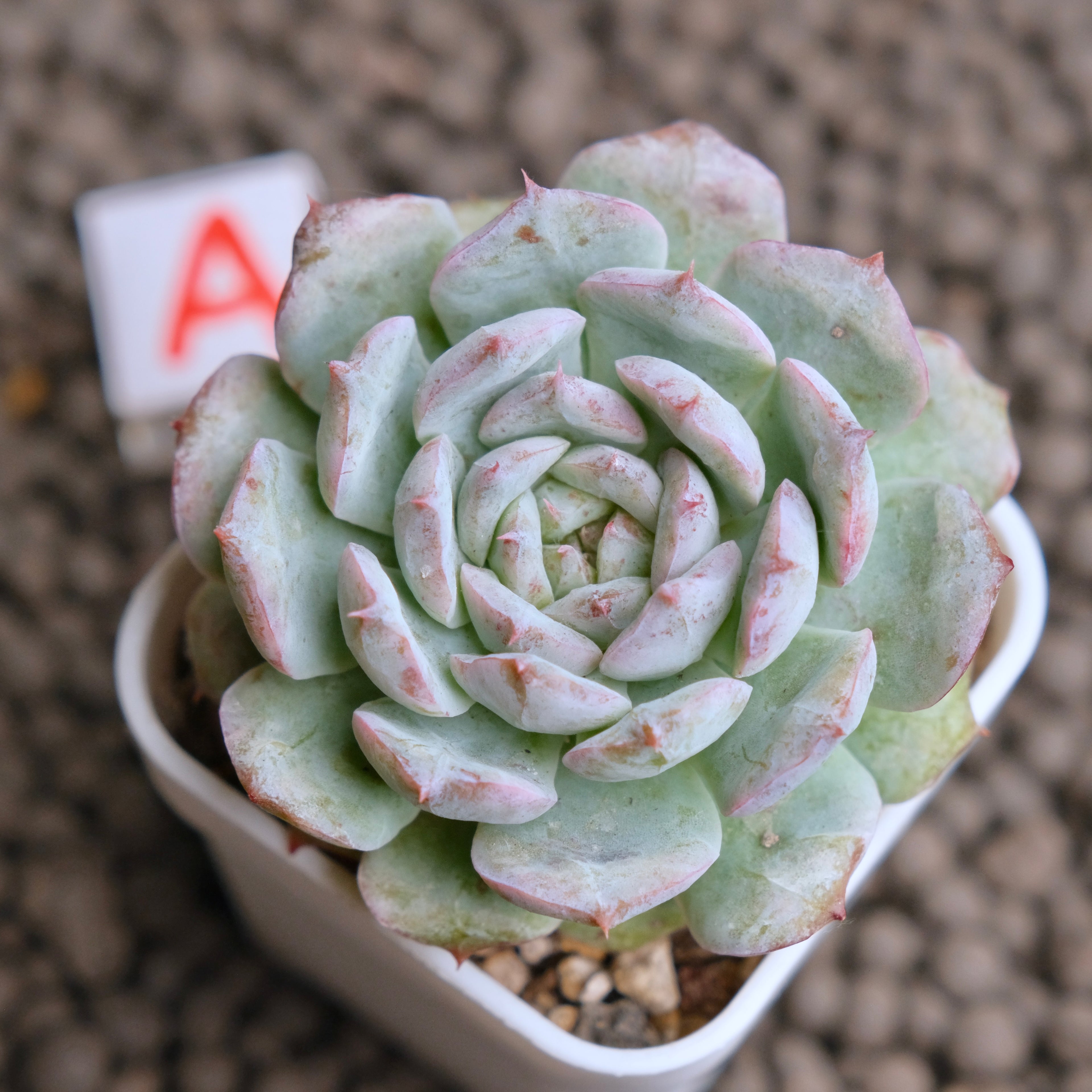 Echeveria Cherry Blossom (changhee hybrid) Korean Succulent Plant - A