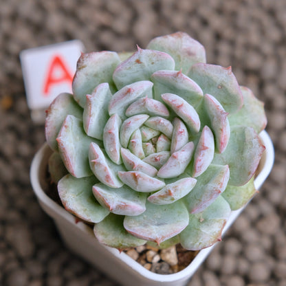 Echeveria Cherry Blossom (changhee hybrid) Korean Succulent Plant - A