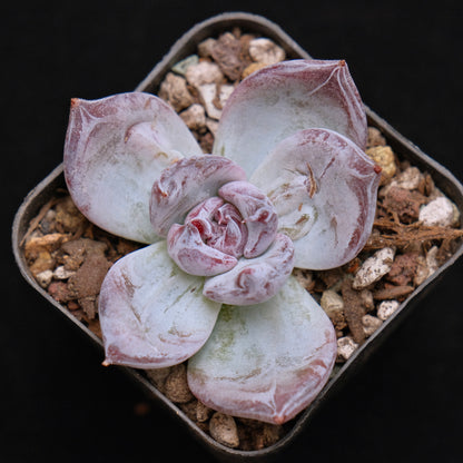 Echeveria Black Sabbath Korean Succulent Plant