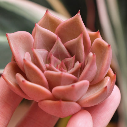 Echeveria Silonica Korean Succulent Plant