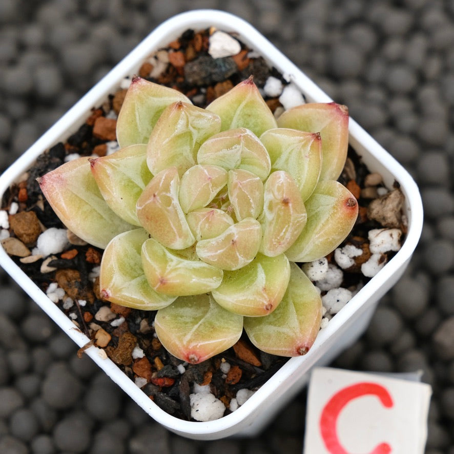 Echeveria Praha Korean Succulent Plant Hwaga Hybrid