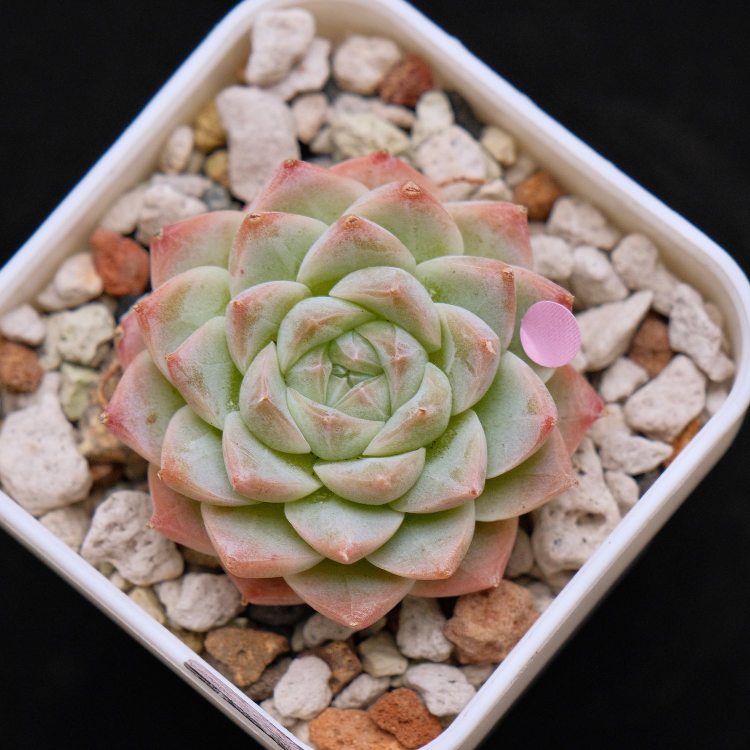 Echeveria hybrid Imported Succulent Plant