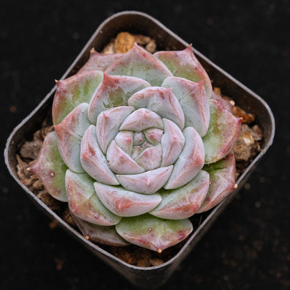 Echeveria Royal Star Korean Succulent Plant
