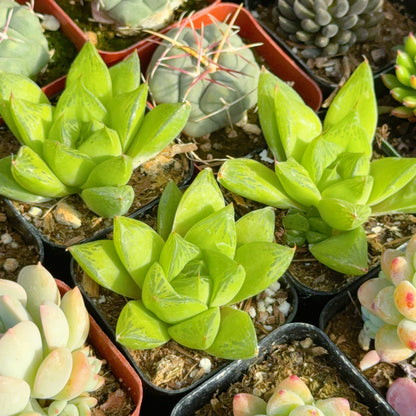Haworthia cuspidata Succulent Plant