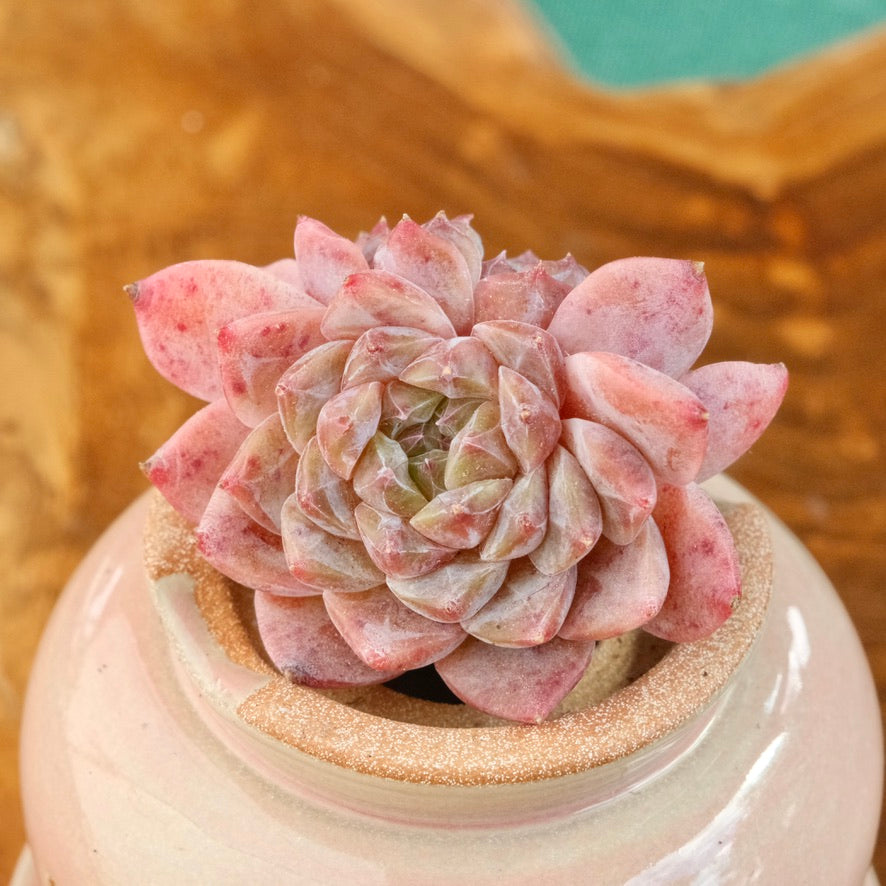 Echeveria Jelly hybrid Imported Succulent Plant