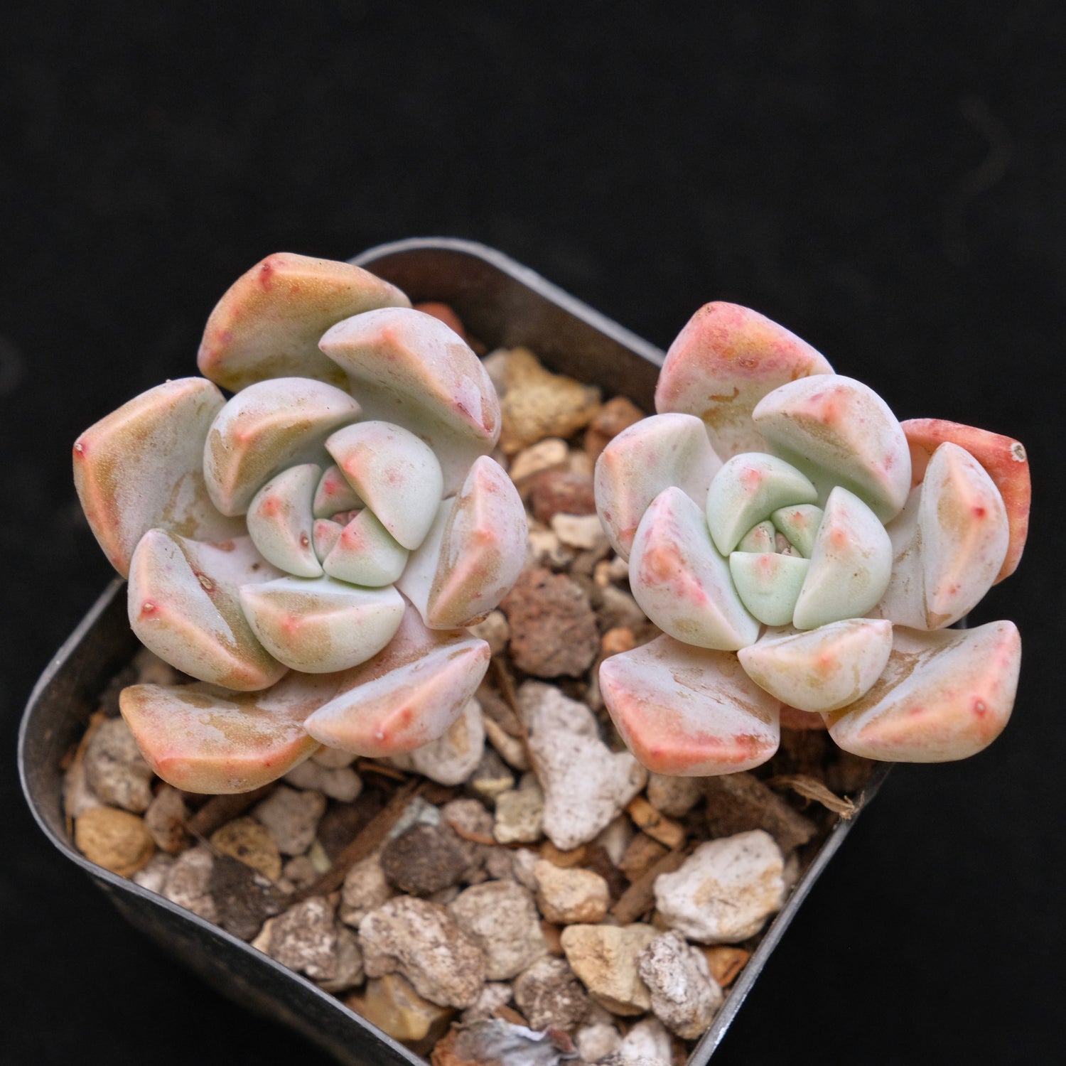 Echeveria Pretty in Pink Korean Succulent Plant