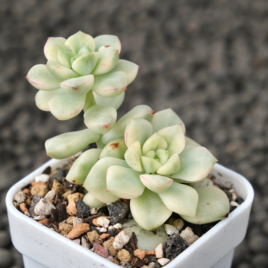 Variegated Echeveria Tango Korean Succulent Plant
